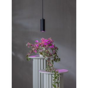 LED augu audzēšanas spuldze Star Trading GU10, MR16, 3.5W, 42lm, IP20, sarkani-violeta gaisma