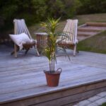 LED dekorācija palma Star Trading Decorative Tree Bali, 90cm, 50LED, WW, IP20, 3xAA, ar taimeri