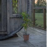 LED dekorācija palma Star Trading Decorative Tree Bali, 90cm, 50LED, WW, IP20, 3xAA, ar taimeri